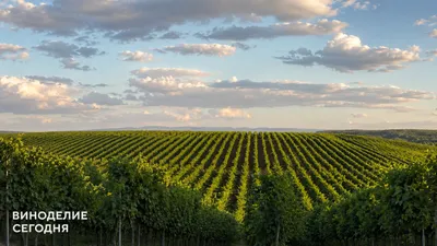 Главный винодел ESSE Winery — о самых удачных экспериментах на производстве