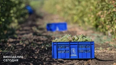 На «Винодельне Ведерниковъ» рассказали, что учитывается при создании новых вин