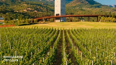 Главный энолог WINEPARK посоветовал выбирать сорта по терруару, а не по известности
