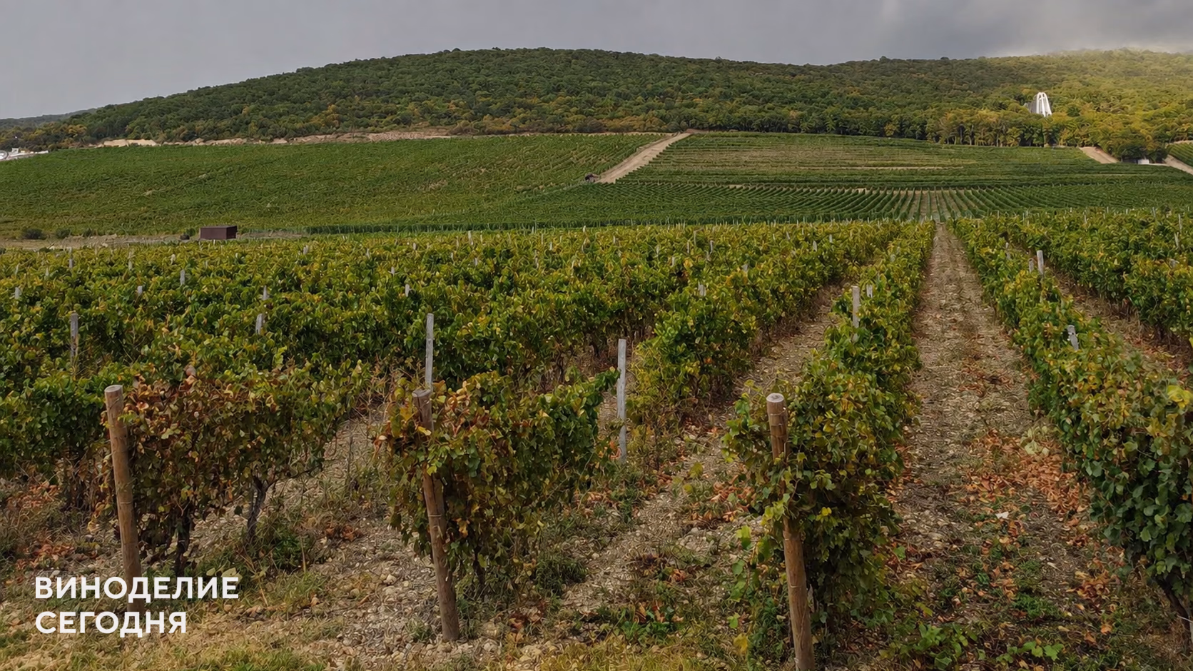 В Nesterov Winery оценили последствия недавнего града для виноградников