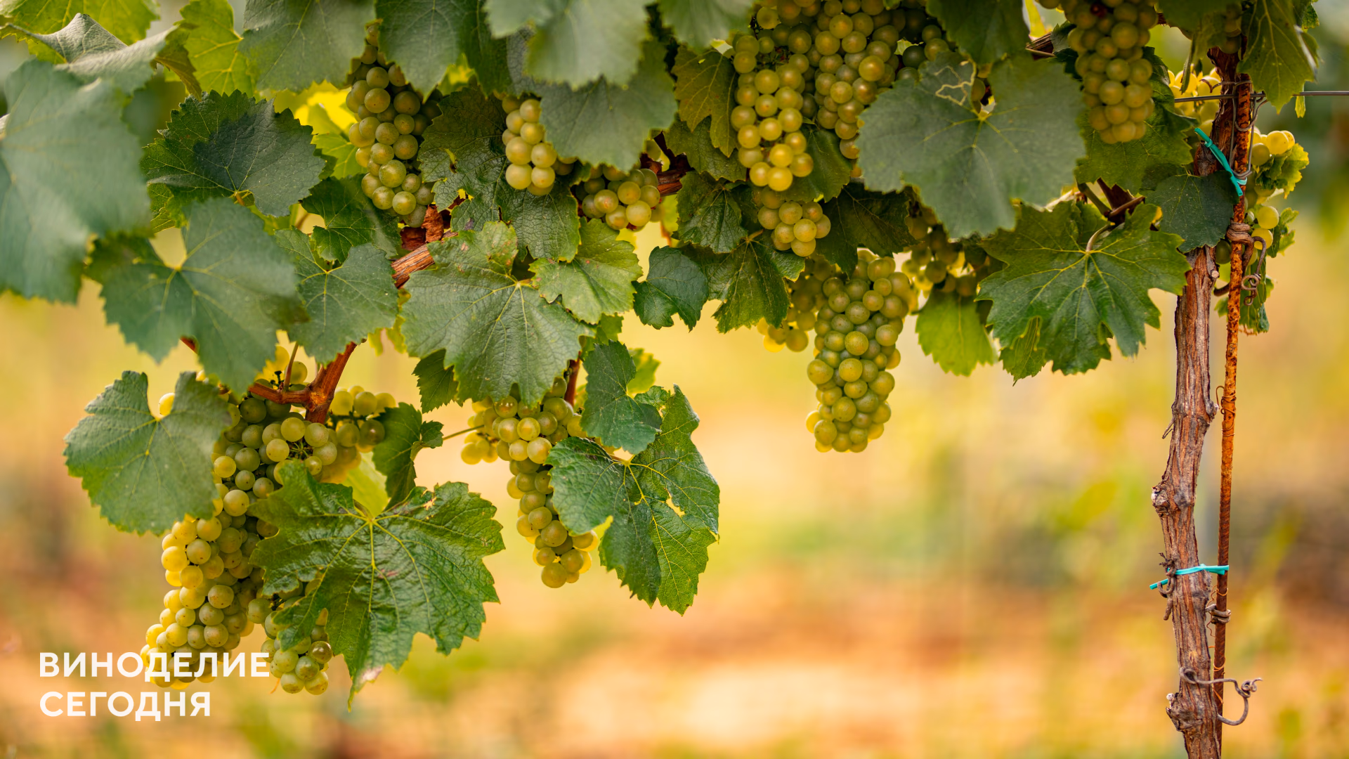 Urban Winery объявили о наборе волонтеров на винодельню