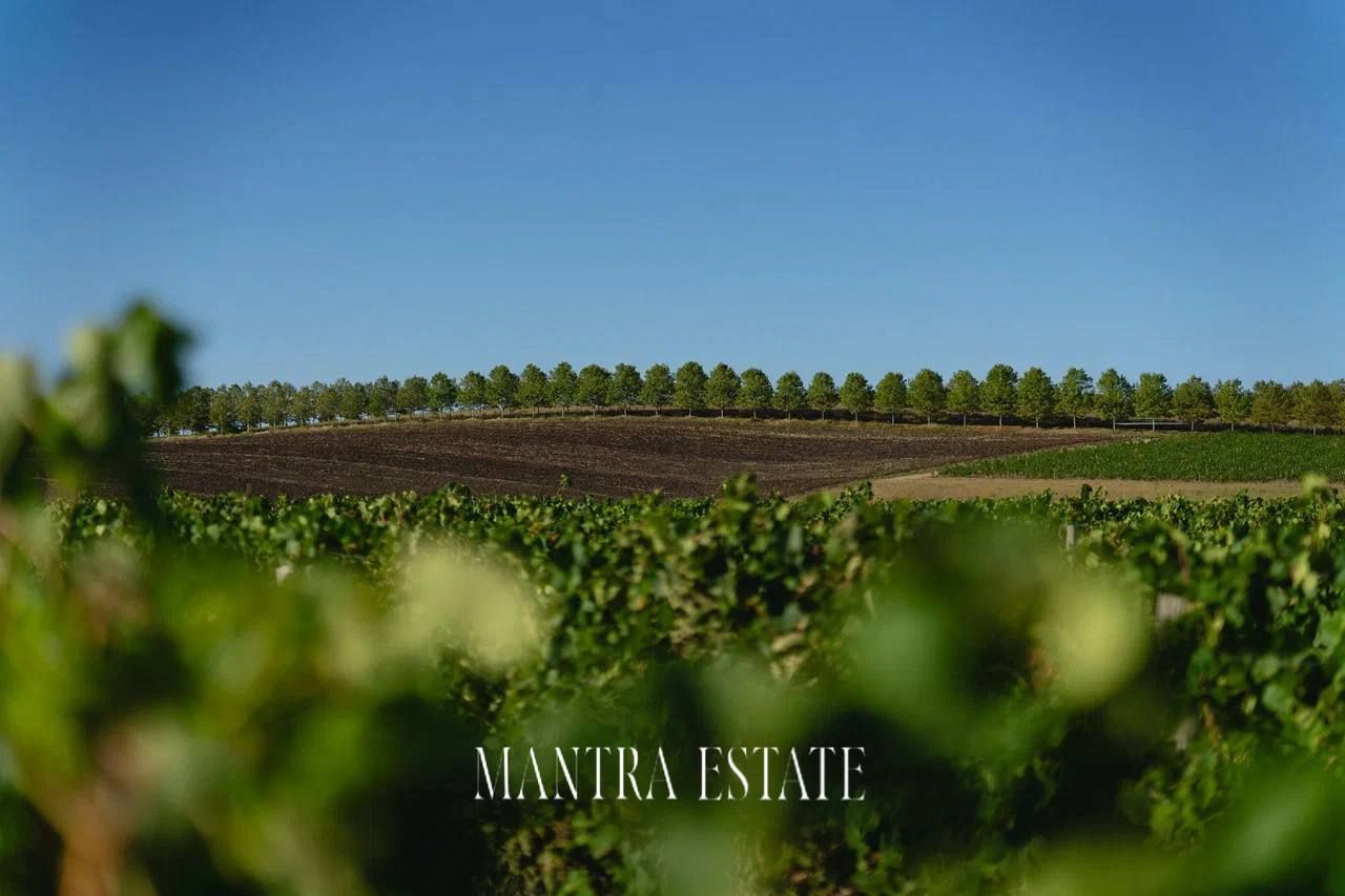 В Mantra Estate рассказали, зачем ехать на винодельни в мае
