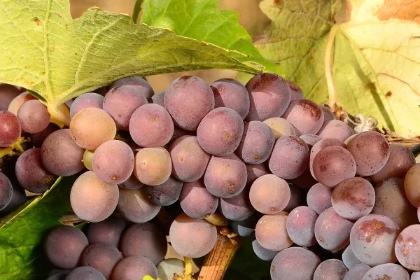 Belmas Winery сделали первое вино из своего винограда