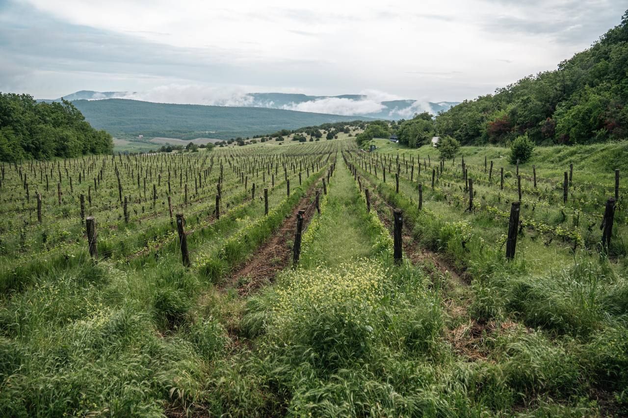 Uppa Winery показали живой ковер из цветов на винограднике